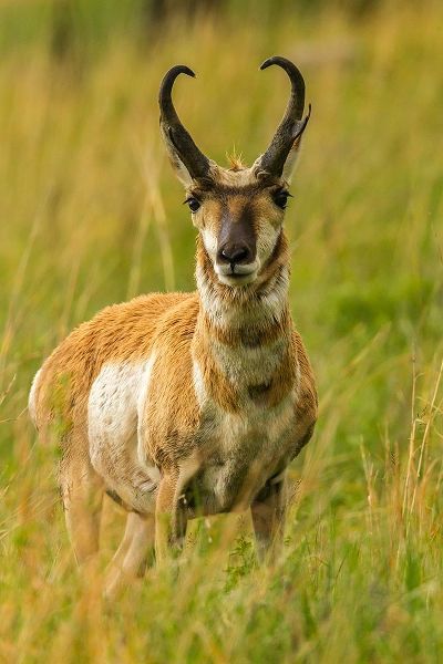 South Dakota-Custer State Park Pronghorn antelope buck